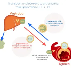 Schemat transportu cholesterolu: HDL zabiera go do wątroby, LDL transportuje do tkanek, a jego nadmiar odkłada się w tętnicach.