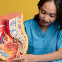Model anatomiczny narządów rodnych kobiety, omawiany przez lekarkę. Wskazuje na obszar, który może być dotknięty przez grzybicę sromu.