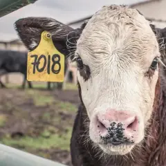 Młoda krowa z żółtą metką "7018" na uchu. W tle inne bydło, budynki gospodarcze. Obrazek przypomina o chorobie wściekłych krów.