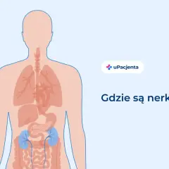 Ilustracja pokazuje ludzkie ciało z zaznaczonymi narządami wewnętrznymi. Dwie niebieskie nerki znajdują się w dolnej części tułowia.