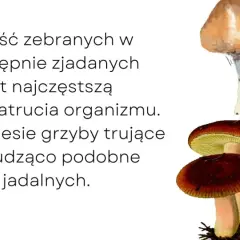Zatrucie grzybami: Objawy, pierwsza pomoc. Twoja wiedza ratuje!
