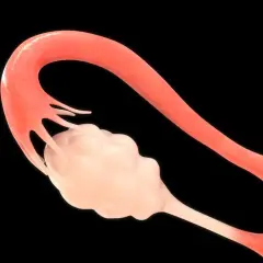 Anatomia jajnika: szczegółowy widok budowy jajnika z przylegającą jajowodem.