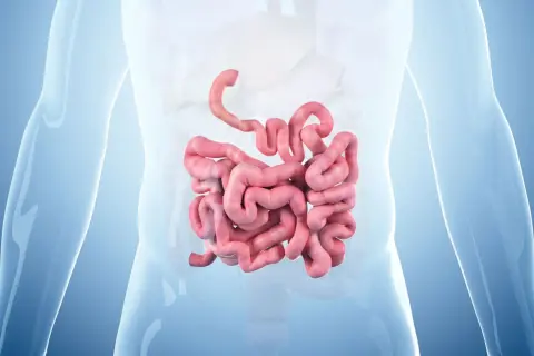 Anatomical illustration showing the coiled structure of the small intestine, highlighting its complexity and the potential for issues like rak jelita cienkiego.