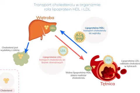 Schemat transportu cholesterolu: HDL zabiera go do wątroby, LDL transportuje do tkanek, a jego nadmiar odkłada się w tętnicach.