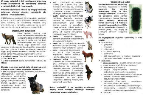 Wścieklizna u ludzi to poważne zagrożenie. Objawy mogą obejmować gorączkę, bóle mięśni, a w fazie ostrej paraliż i zaburzenia świadomości.