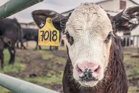 Młoda krowa z żółtą metką "7018" na uchu. W tle inne bydło, budynki gospodarcze. Obrazek przypomina o chorobie wściekłych krów.