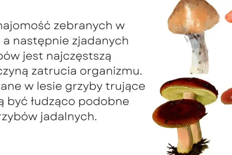 Zatrucie grzybami: Objawy, pierwsza pomoc. Twoja wiedza ratuje!
