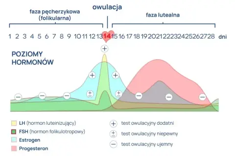 Wykres poziomu hormonów w cyklu menstruacyjnym, z zaznaczoną owulacją i fazami. Progesteron, kluczowy dla utrzymania ciąży, wzrasta po owulacji, podobnie jak w przypadku stosowania leku Cyclogest.