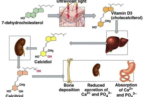 Schemat przedstawia syntezę witaminy D, od 7-dehydrocholesterolu pod wpływem UV, przez wątrobę i nerki, do aktywnej formy - kalcytriolu, który wpływa na gospodarkę wapniowo-fosforanową i mineralizację kości.