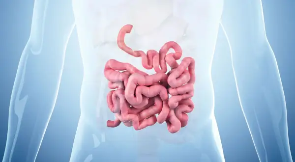 Anatomical illustration showing the coiled structure of the small intestine, highlighting its complexity and the potential for issues like rak jelita cienkiego.