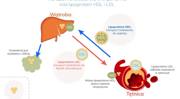 Schemat transportu cholesterolu: HDL zabiera go do wątroby, LDL transportuje do tkanek, a jego nadmiar odkłada się w tętnicach.