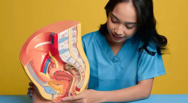 Model anatomiczny narządów rodnych kobiety, omawiany przez lekarkę. Wskazuje na obszar, który może być dotknięty przez grzybicę sromu.
