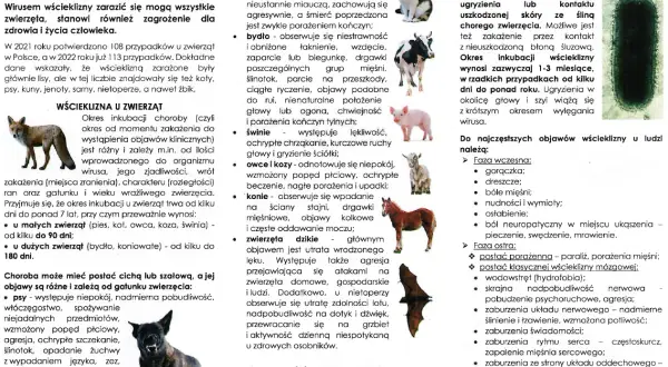 Wścieklizna u ludzi to poważne zagrożenie. Objawy mogą obejmować gorączkę, bóle mięśni, a w fazie ostrej paraliż i zaburzenia świadomości.
