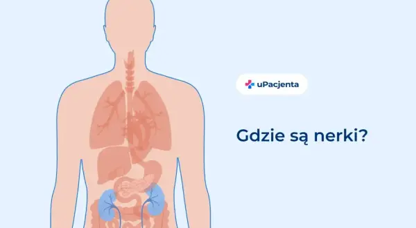 Ilustracja pokazuje ludzkie ciało z zaznaczonymi narządami wewnętrznymi. Dwie niebieskie nerki znajdują się w dolnej części tułowia.