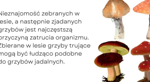 Zatrucie grzybami: Objawy, pierwsza pomoc. Twoja wiedza ratuje!