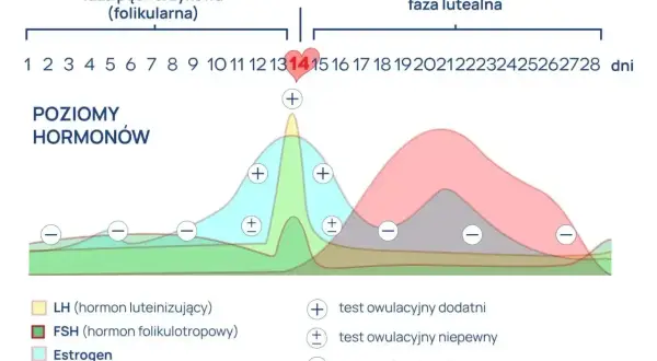 Wykres poziomu hormonów w cyklu menstruacyjnym, z zaznaczoną owulacją i fazami. Progesteron, kluczowy dla utrzymania ciąży, wzrasta po owulacji, podobnie jak w przypadku stosowania leku Cyclogest.