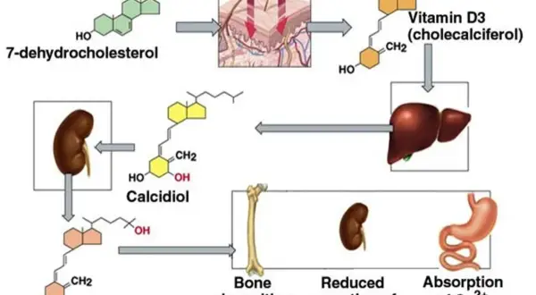 Schemat przedstawia syntezę witaminy D, od 7-dehydrocholesterolu pod wpływem UV, przez wątrobę i nerki, do aktywnej formy - kalcytriolu, który wpływa na gospodarkę wapniowo-fosforanową i mineralizację kości.