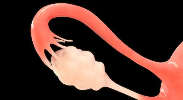Anatomia jajnika: szczegółowy widok budowy jajnika z przylegającą jajowodem.
