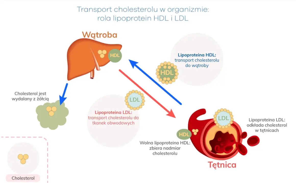 Schemat transportu cholesterolu: HDL zabiera go do wątroby, LDL transportuje do tkanek, a jego nadmiar odkłada się w tętnicach.