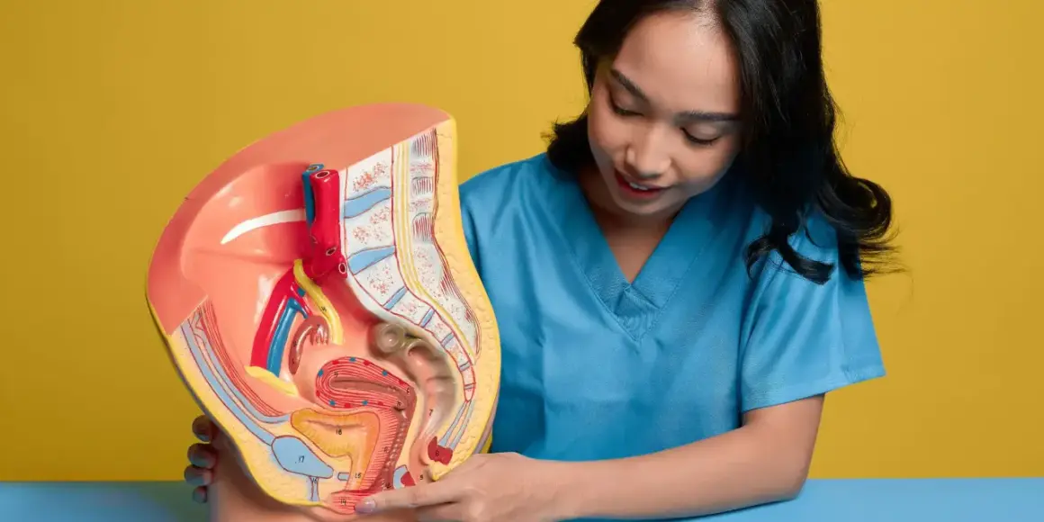 Model anatomiczny narządów rodnych kobiety, omawiany przez lekarkę. Wskazuje na obszar, który może być dotknięty przez grzybicę sromu.