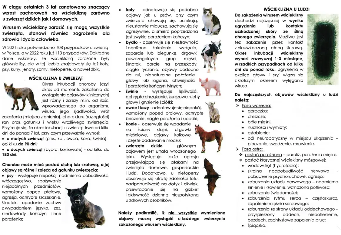 Wścieklizna u ludzi to poważne zagrożenie. Objawy mogą obejmować gorączkę, bóle mięśni, a w fazie ostrej paraliż i zaburzenia świadomości.