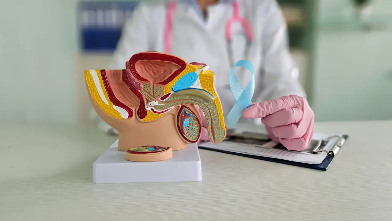 Model męskich narządów płciowych i pęcherza moczowego. Dłoń w różowej rękawiczce trzyma niebieską wstążkę symbolizującą walkę z rakiem prącia.