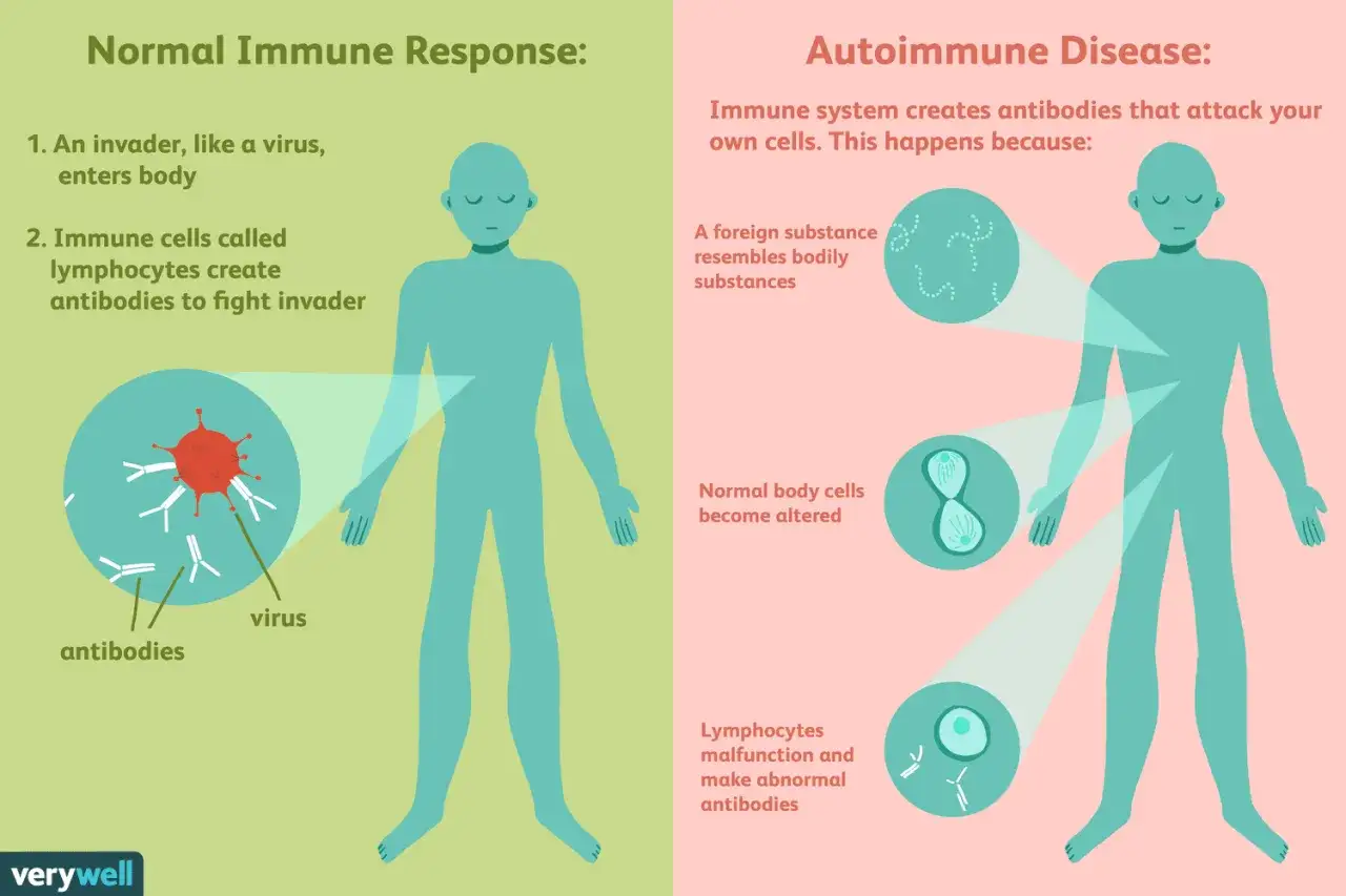 Ilustracja porównuje prawidłową odpowiedź immunologiczną z chorobami autoimmunologicznymi. W chorobach autoimmunologicznych układ odpornościowy atakuje własne komórki.