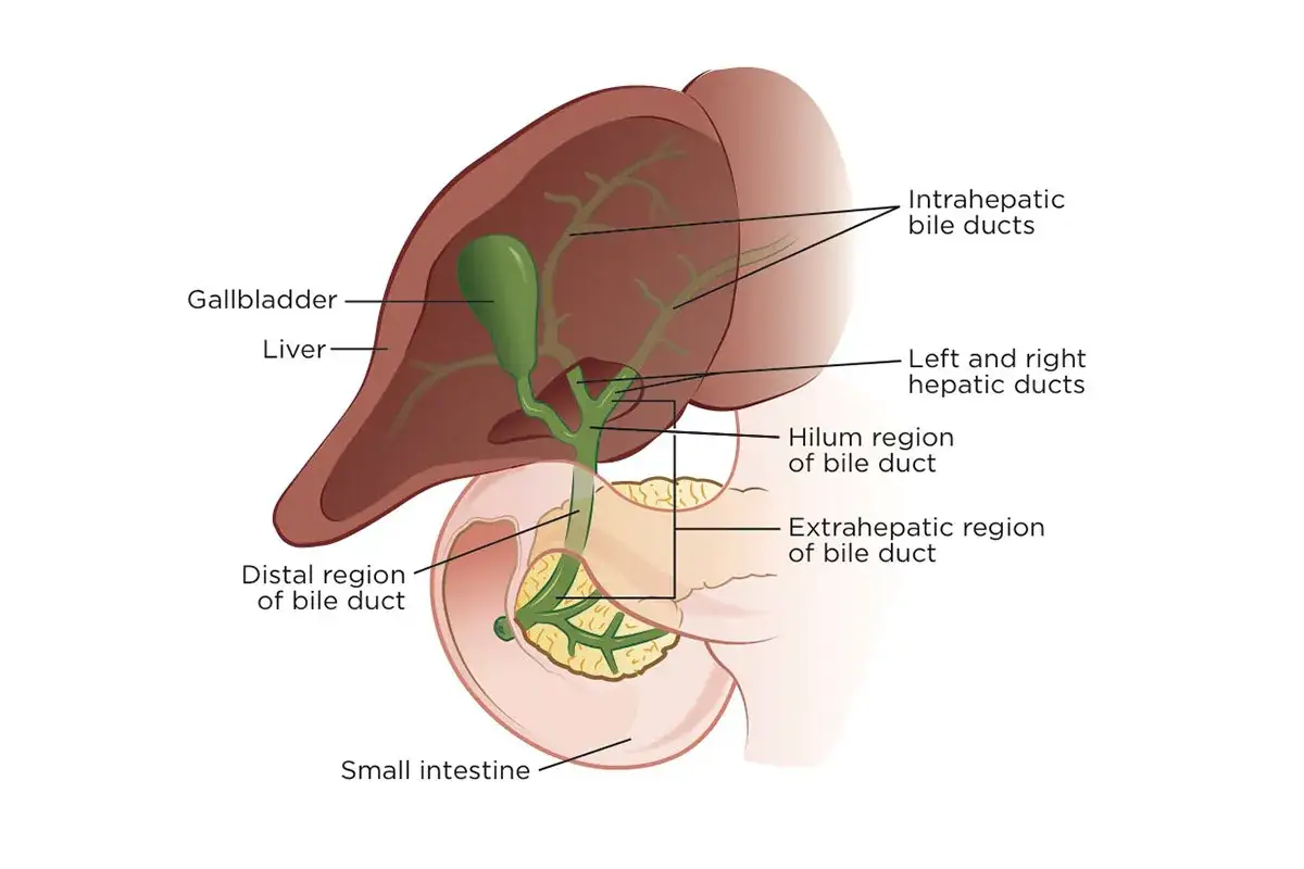 Anatomia dróg żółciowych: wątroba, pęcherzyk żółciowy, przewody żółciowe (wewnątrzwątrobowe, wątrobowe, wnęki, zewnątrzwątrobowe, dystalne) i jelito cienkie. Ilustracja pomocna w zrozumieniu raka dróg żółciowych.