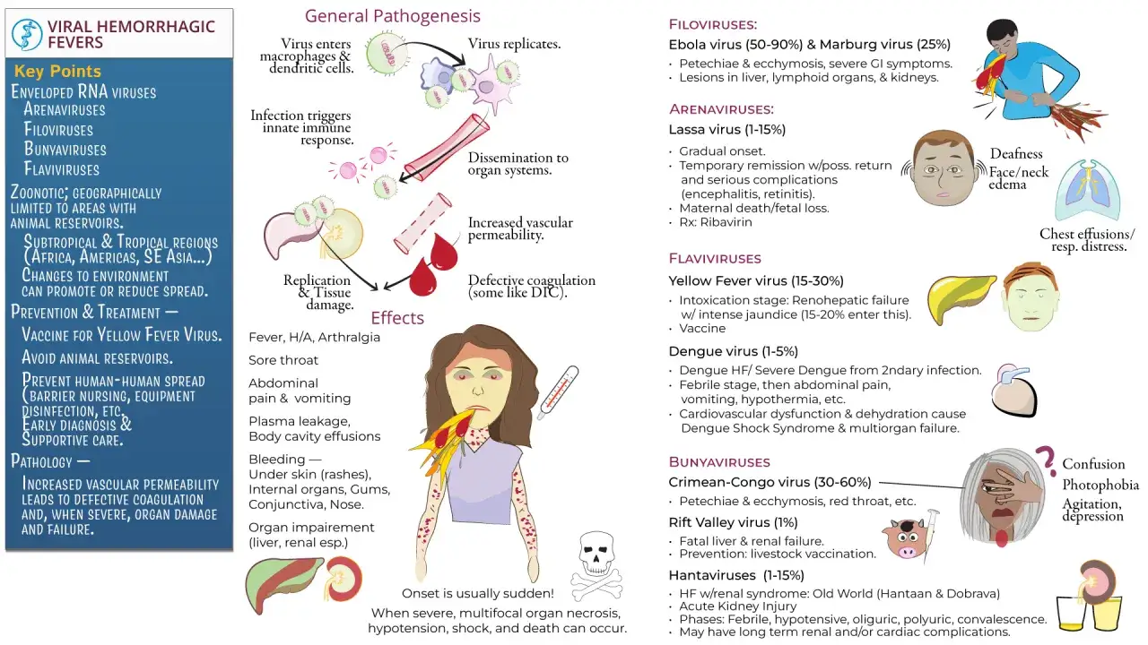 Krwotoczna gorączka wirusowa: objawy, patogeneza, wirusy (Ebola, Lassa, Dengue, Hantawirusy). Zwiększona przepuszczalność naczyń, krwawienia, niewydolność narządów.
