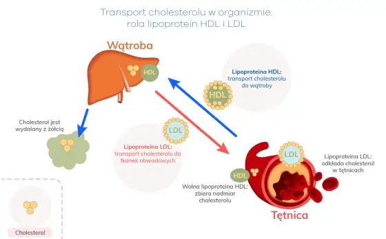 Lipegis na cholesterol - jak działa i kiedy ma sens?