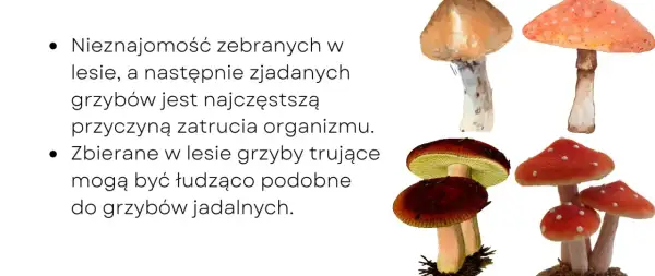 Zatrucie grzybami: Objawy, pierwsza pomoc. Twoja wiedza ratuje!